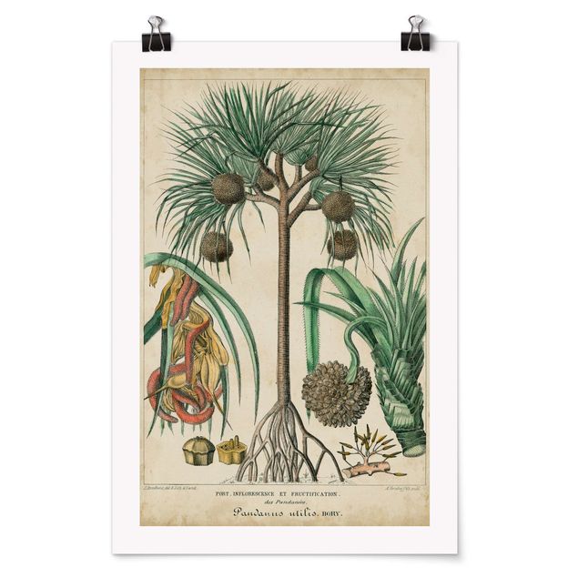 Tavlor blommor Vintage Board Exotic Palms I