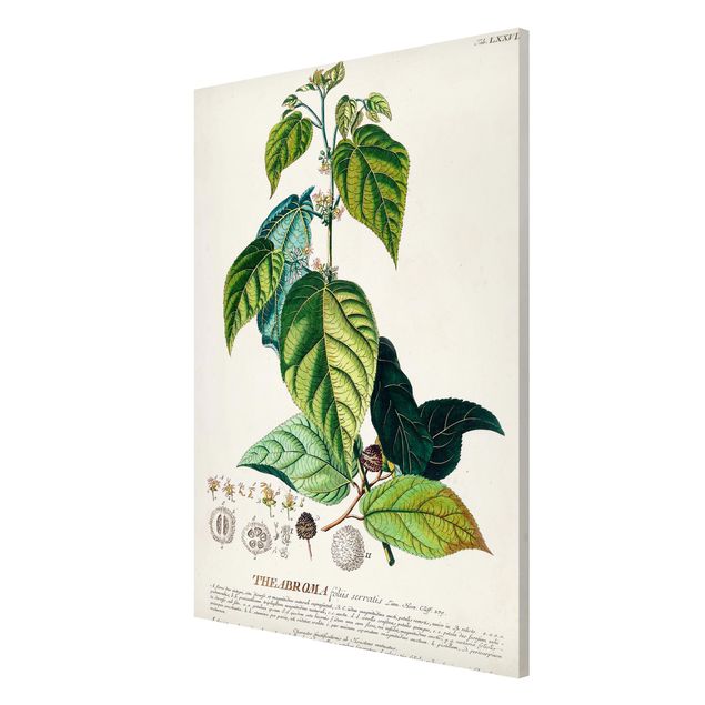 Tavlor blommor Vintage Botanical Illustration Cocoa