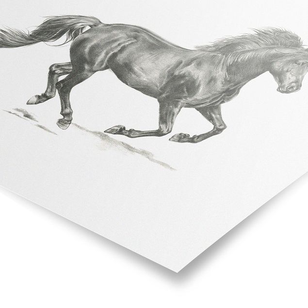 Posters djur Wild Horse Trial - Stallion