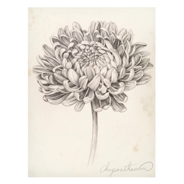 Magnettavla blommor  Botanical Study Chrysanthemum II