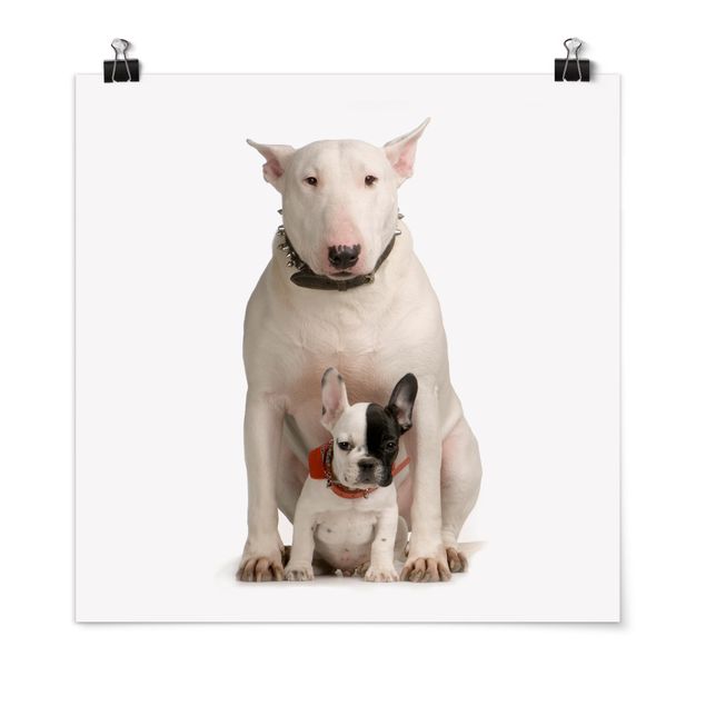 Posters djur Bull Terrier and Friend