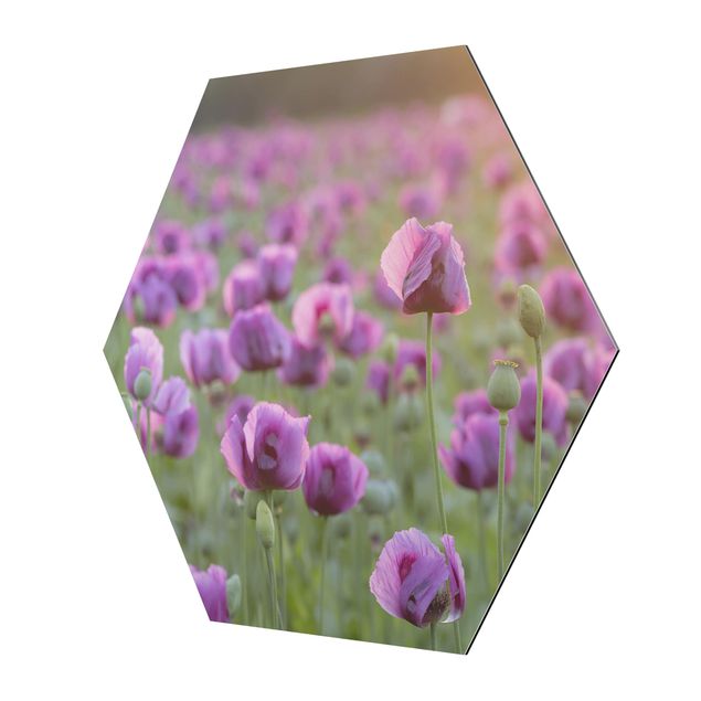 Tavlor lila Purple Poppy Flower Meadow In Spring