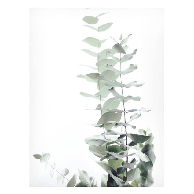 Magnettavla blommor  Eucalyptus In White Light