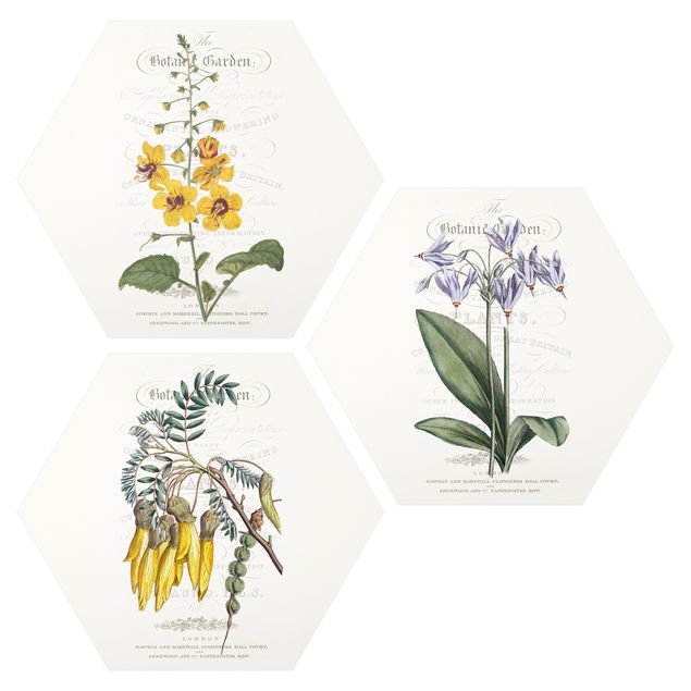 Tavlor retro Botanical Tableau Set I