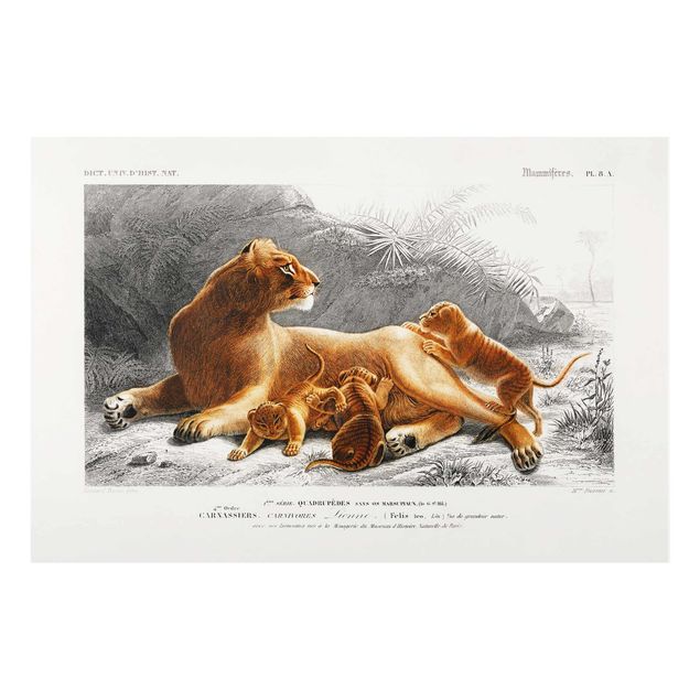 Glastavlor djur Vintage Board Lioness And Lion Cubs