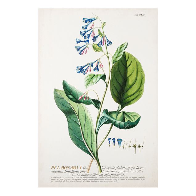 Tavlor kryddor Vintage Botanical Illustration Lungwort