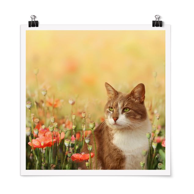 Tavlor katter Cat In A Field Of Poppies