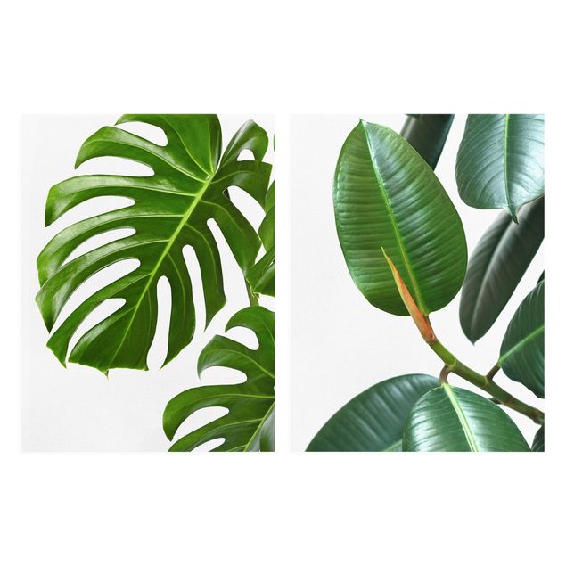 Tavlor Monstera And Rubber Tree