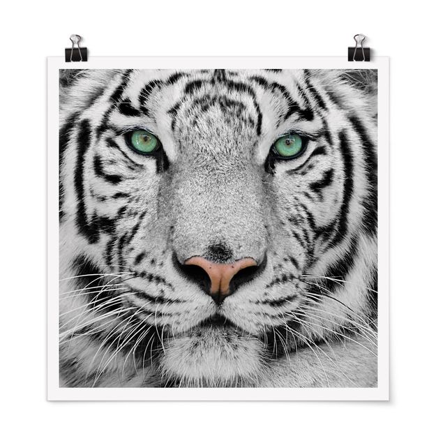 Posters svart och vitt White Tiger