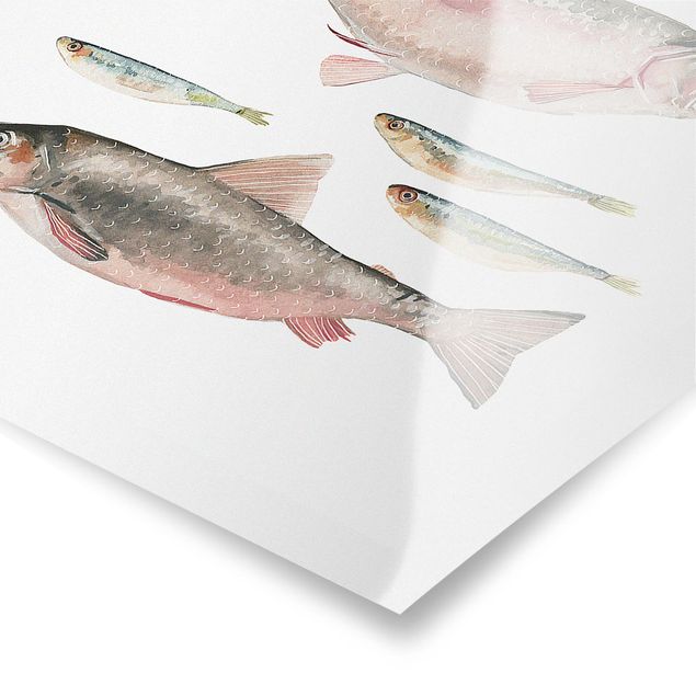 Tavlor Seven Fish In Watercolour I