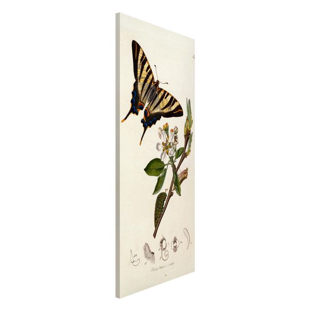 Kök dekoration John Curtis - A Scarce Swallow-Tail Butterfly