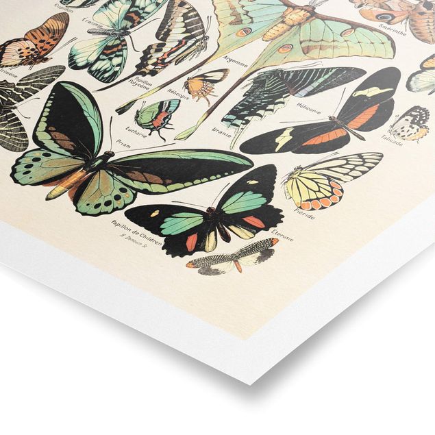 Tavlor retro Vintage Board Butterflies And Moths