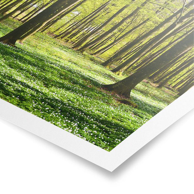 Posters landskap Forest Meadow