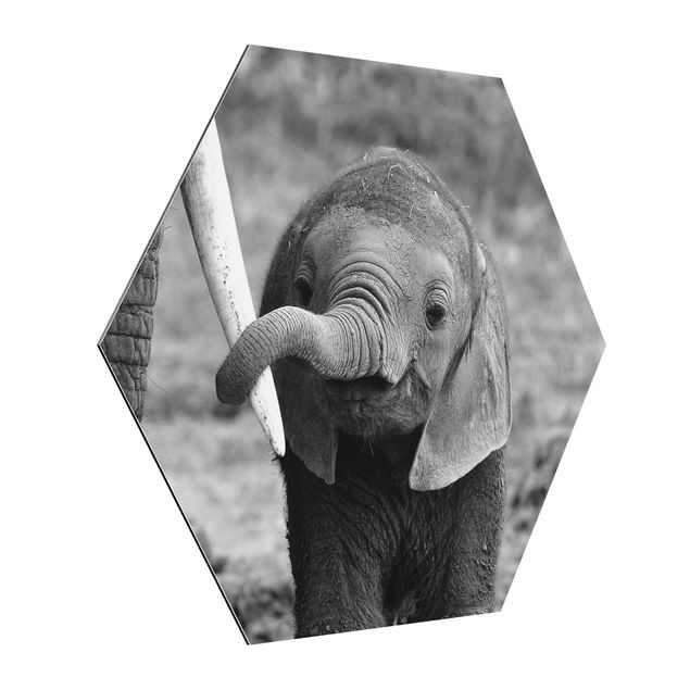 Tavlor djur Baby Elephant