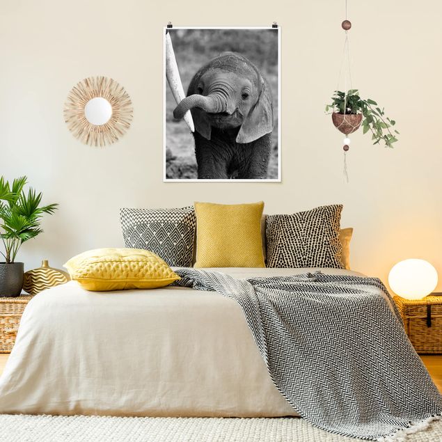 Posters svart och vitt Baby Elephant