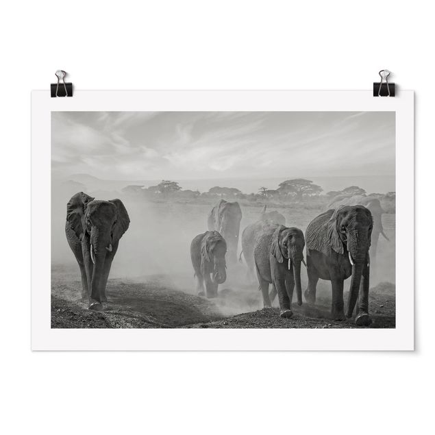 Posters svart och vitt Herd Of Elephants
