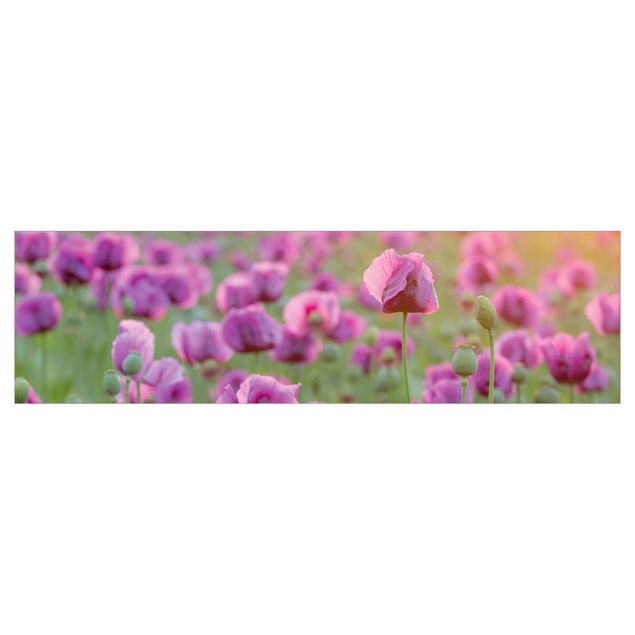 Küchenrückwand - Violette Schlafmohn Blumenwiese im Frühling