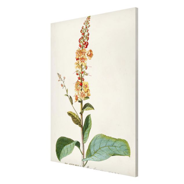 Tavlor blommor Vintage Botanical Illustration Mullein