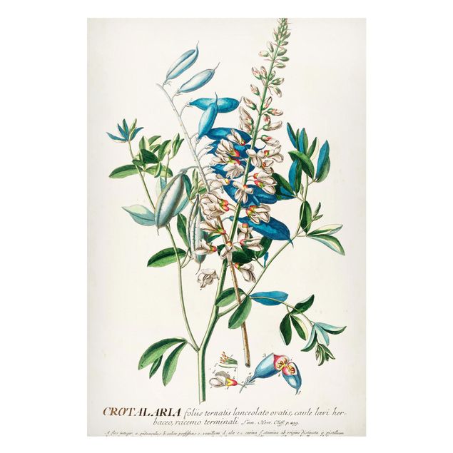 Magnettavla blommor  Vintage Botanical Illustration Legumes