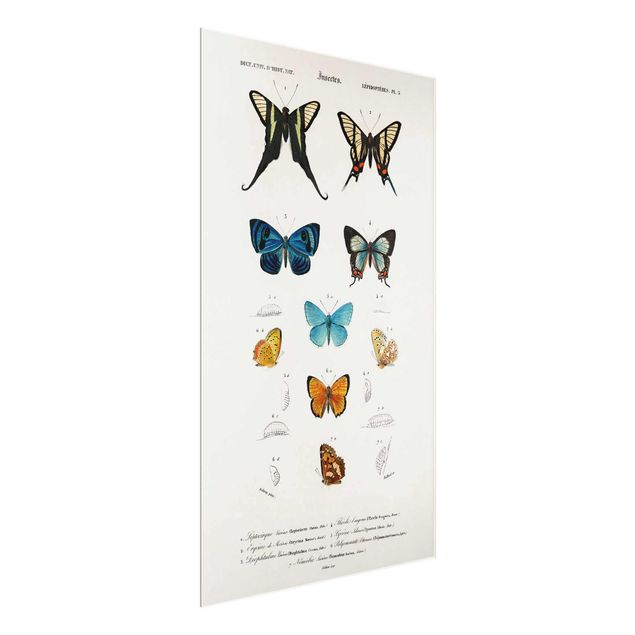Tavlor retro Vintage Board Butterflies I