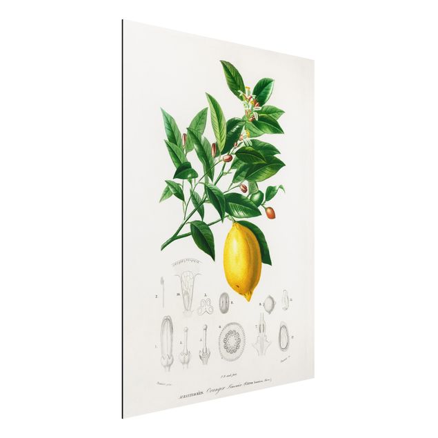 Kök dekoration Botany Vintage Illustration Of Lemon
