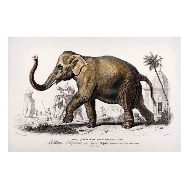 Tavlor elefanter Vintage Board Elephant