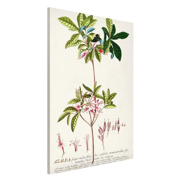 Kök dekoration Vintage Botanical Illustration Azalea
