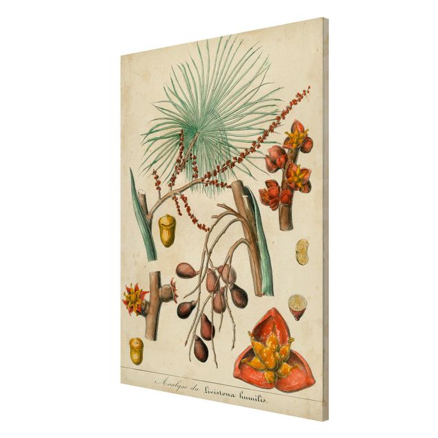 Tavlor blommor Vintage Board Exotic Palms III