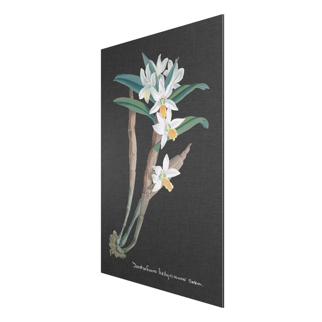 Tavlor blommor White Orchid On Linen I