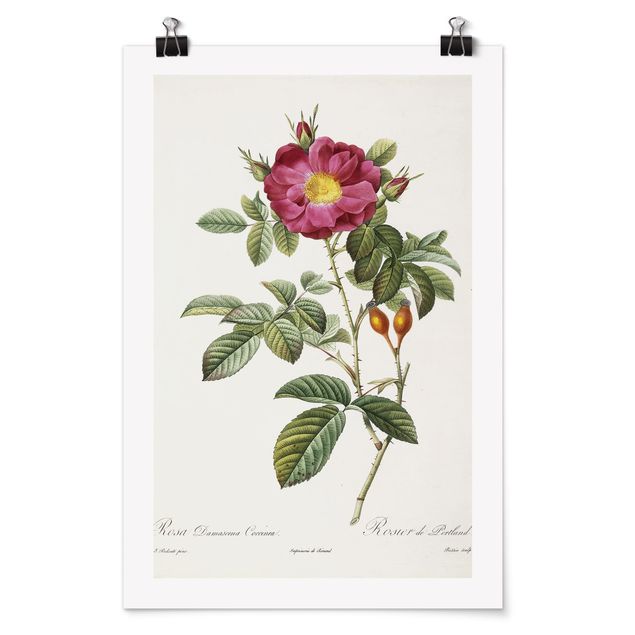 Posters blommor  Pierre Joseph Redoute - Portland Rose