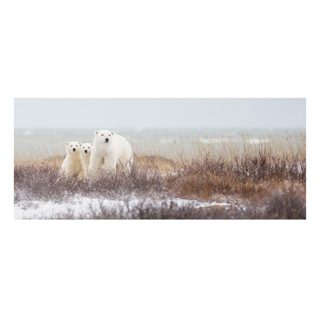 Kök dekoration Polar Bear And Her Cubs