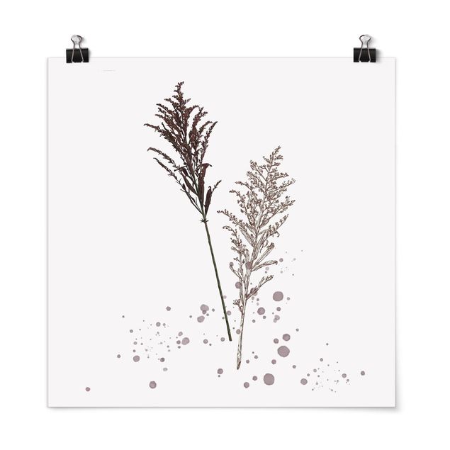 Tavlor blommor Botanical Watercolour - Fescue Reed