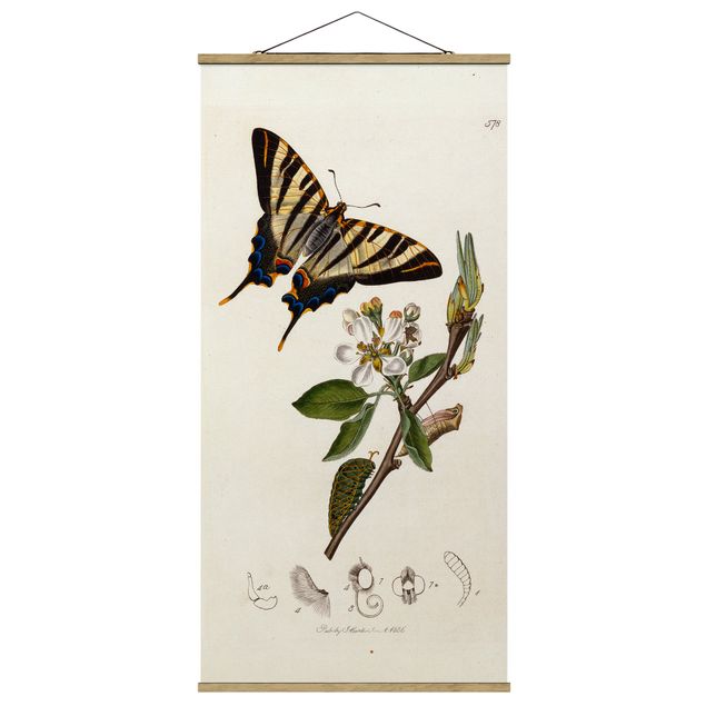 Konststilar John Curtis - A Scarce Swallow-Tail Butterfly