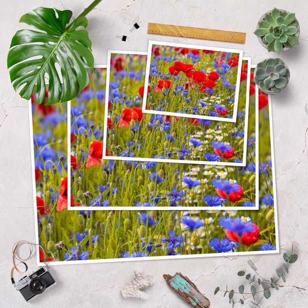 Tavlor Summer Meadow With Poppies And Cornflowers