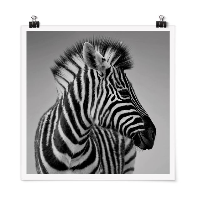 Posters svart och vitt Zebra Baby Portrait II
