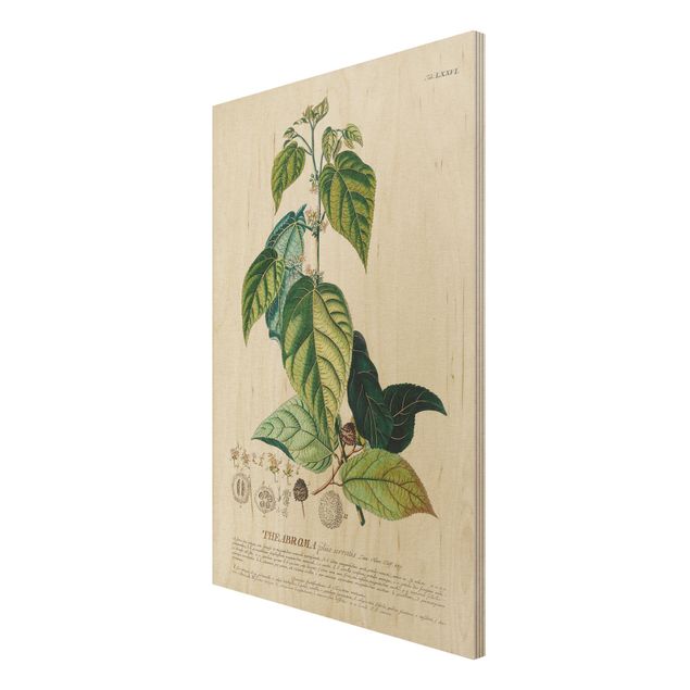 Trätavlor vintage Vintage Botanical Illustration Cocoa
