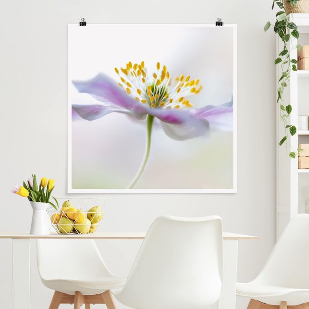 Posters blommor  Windflower In White