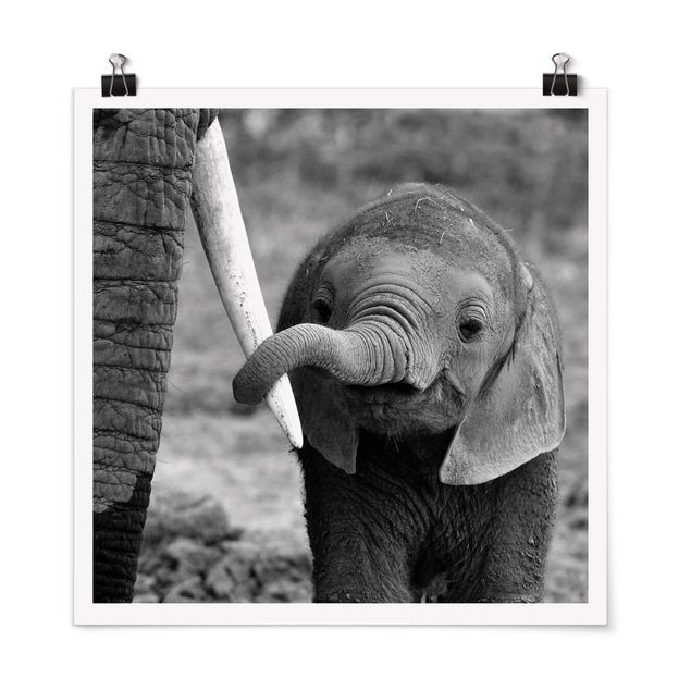 Posters svart och vitt Baby Elephant