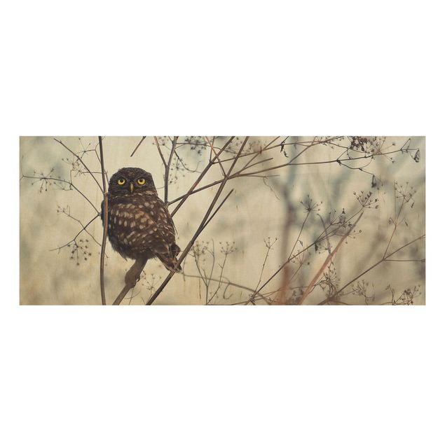 Tavlor Owl In The Winter
