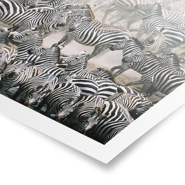 Tavlor Afrika Zebra Herd
