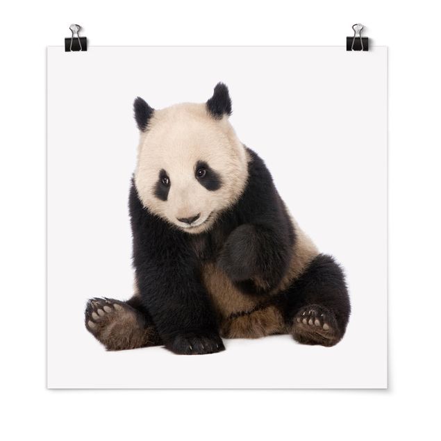 Posters djur Panda Paws