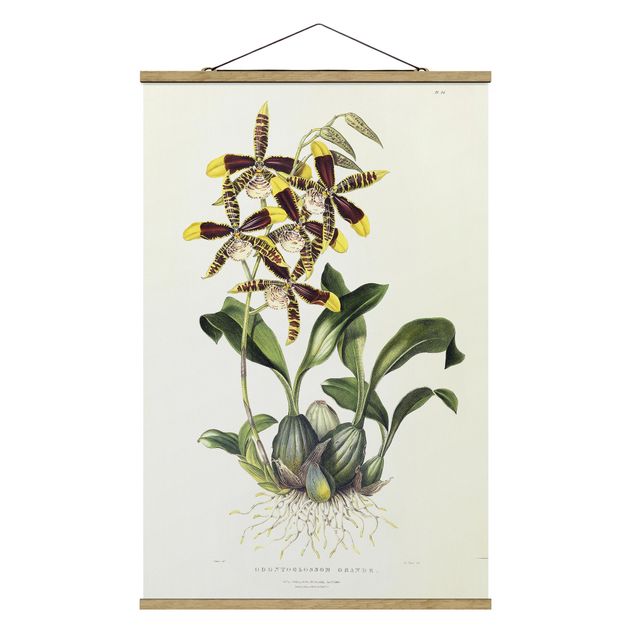 Konststilar Maxim Gauci - Orchid II