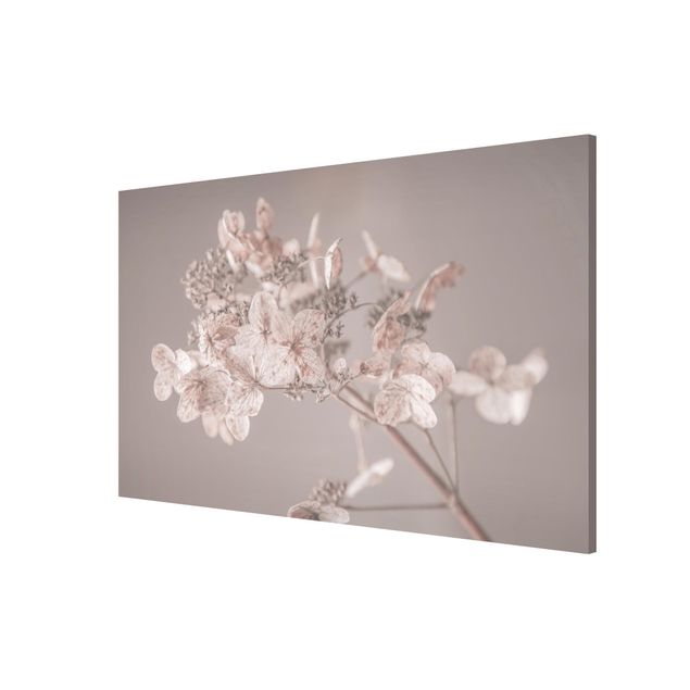 Tavlor blommor Delicate White Hydrangea
