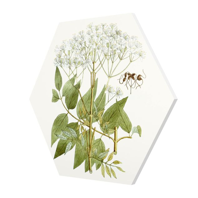 Hexagonala tavlor Wild Herbs Board V
