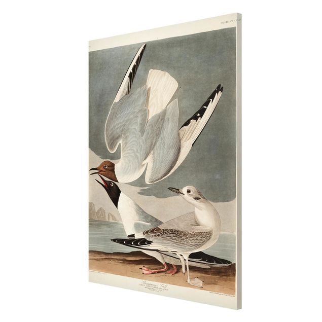 Tavlor stränder Vintage Board Bonaparte Gull