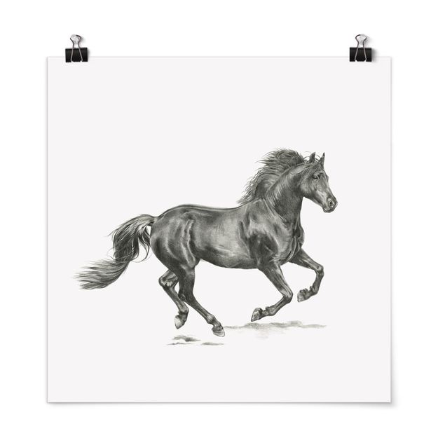 Posters svart och vitt Wild Horse Trial - Stallion
