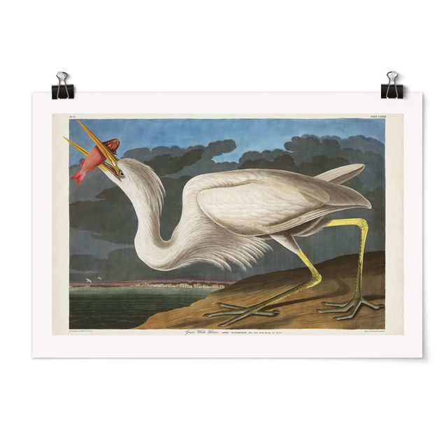 Posters djur Vintage Board Great White Egret