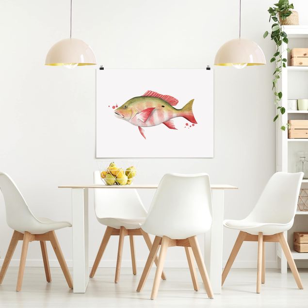 Posters djur Color Catch - Northern Red Snapper