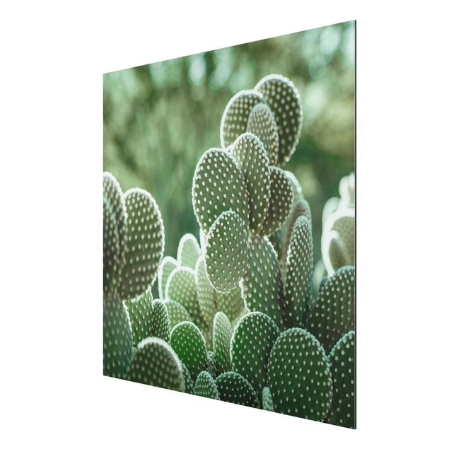 Tavlor blommor  Cacti