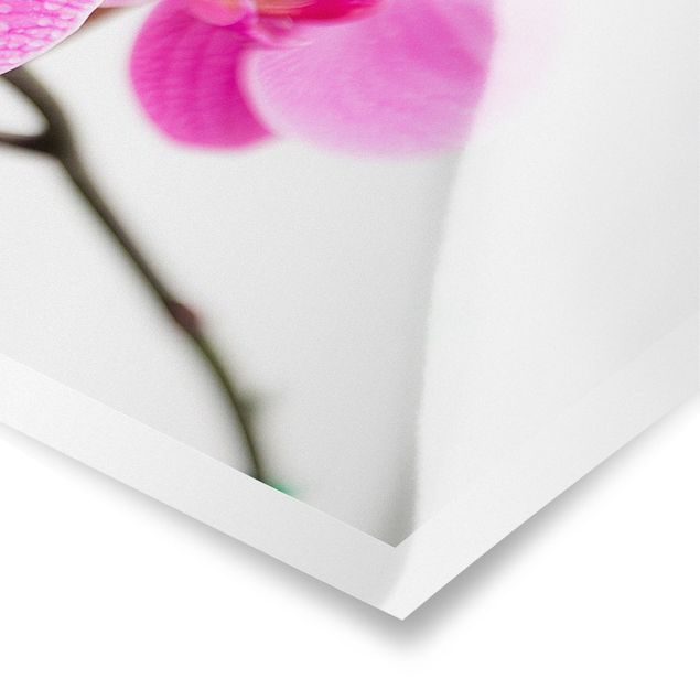 Tavlor Close-Up Orchid